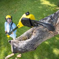 Reliable Dalhart, TX  Tree Services Solutions