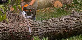 Best Tree Risk Assessment  in Dalhart, TX