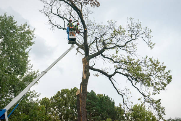 Best Fruit Tree Pruning  in Dalhart, TX